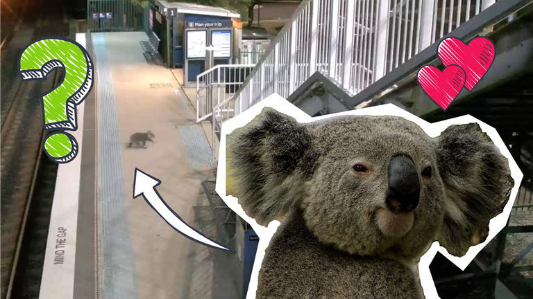 Koala Bahnhof