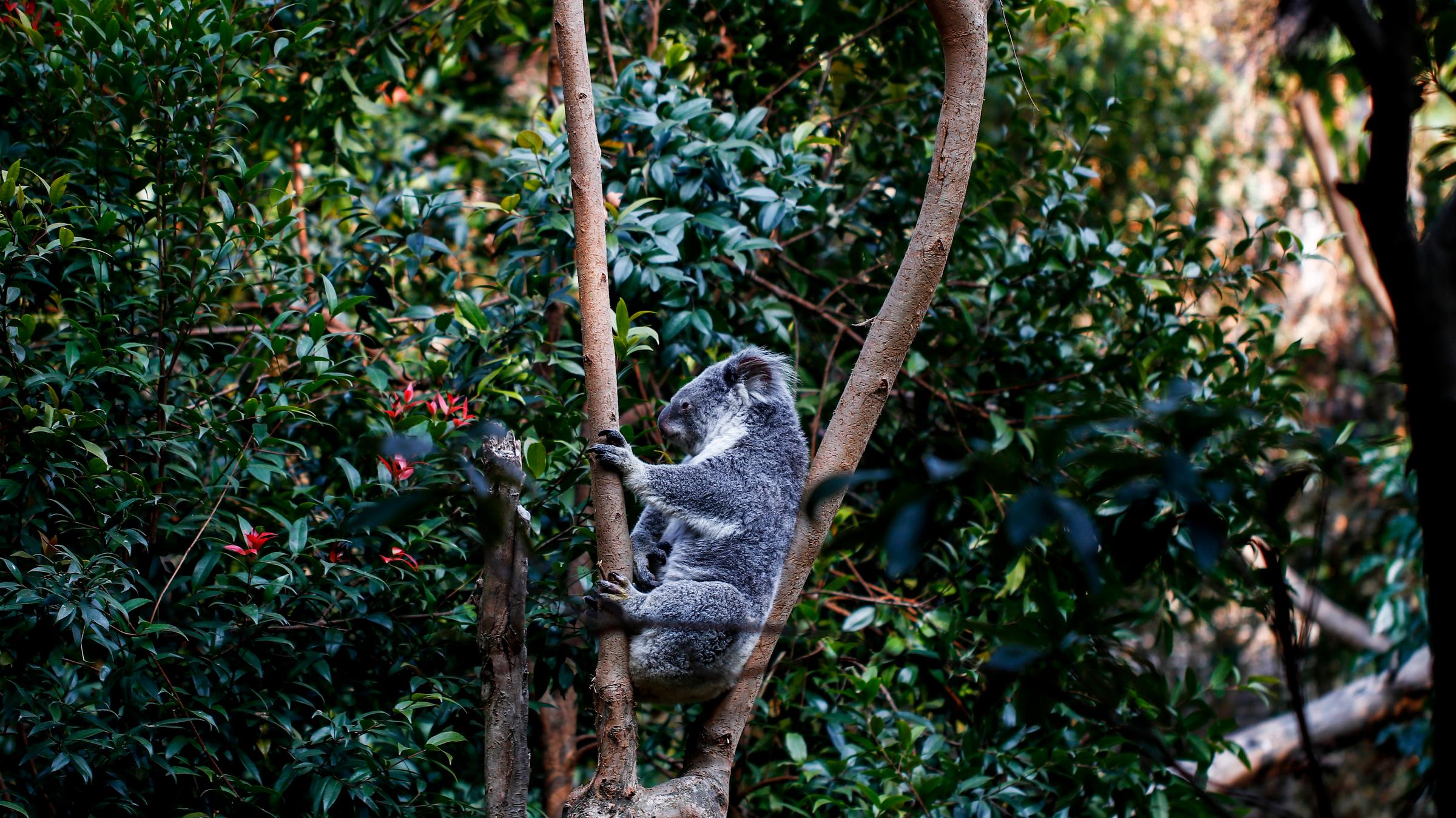 Koala zwischen zwei Ästen