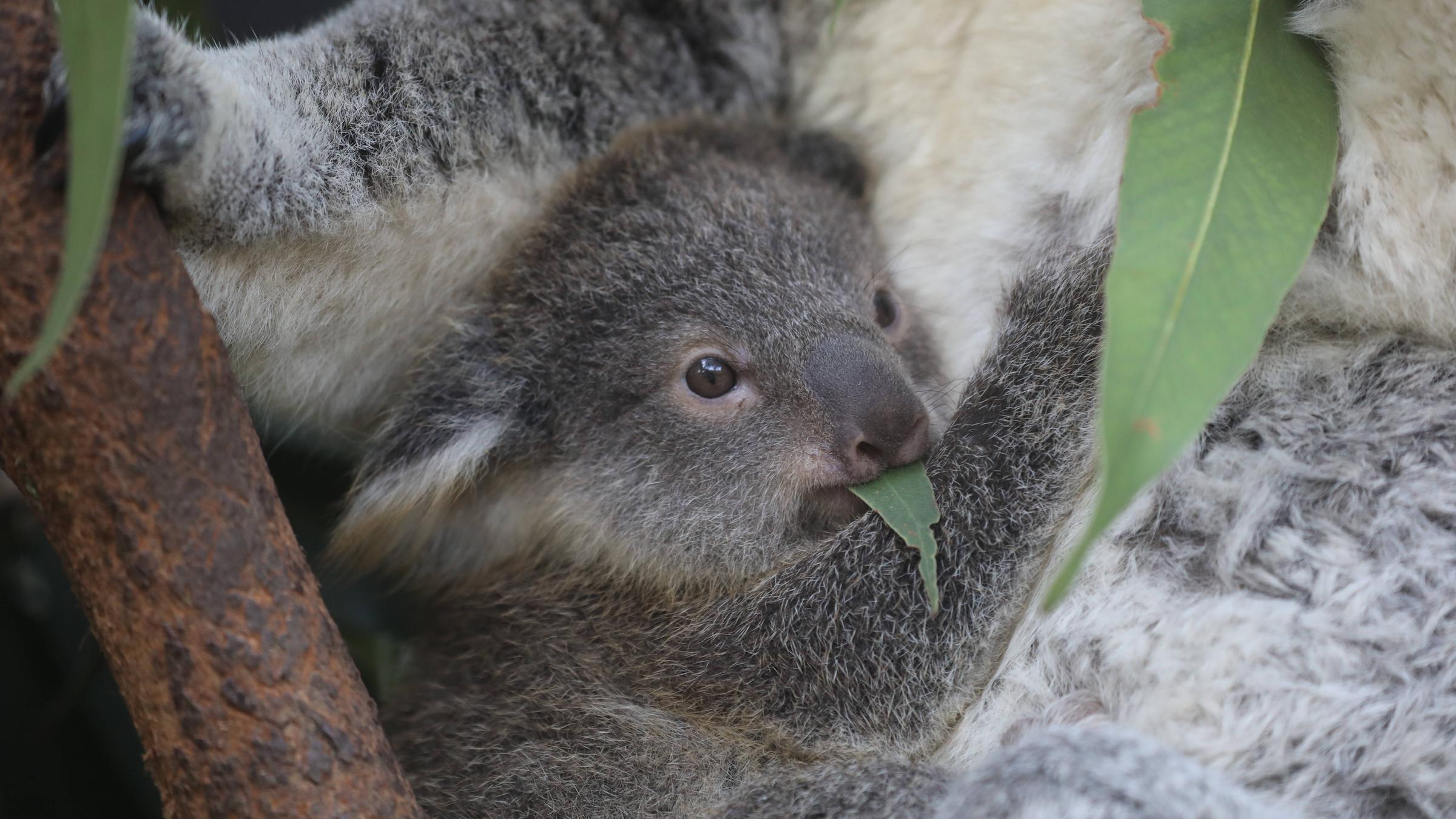 Baby Koala frisst Eukalyptusblatt