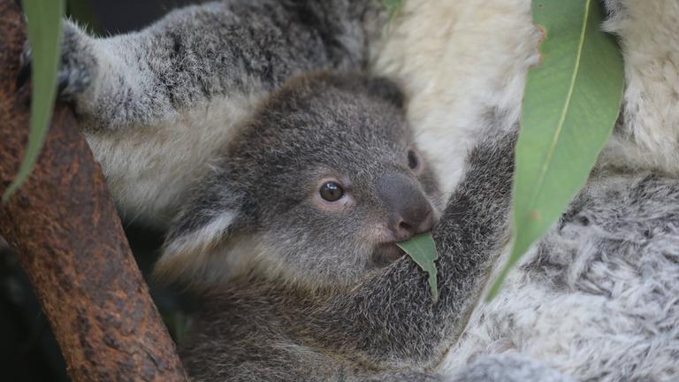 Baby Koala frisst Eukalyptusblatt