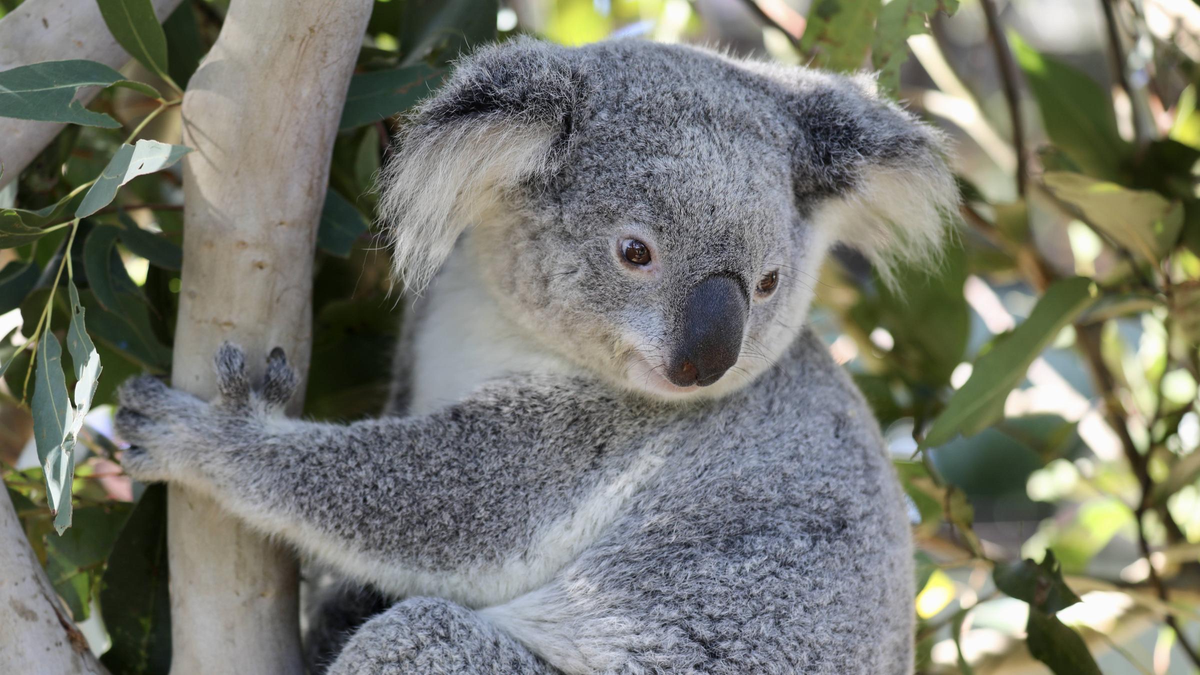 Koala hängt an Ast, zwei Daumen sichtbat