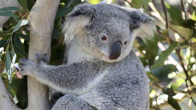 Koala hängt an Ast, zwei Daumen sichtbat