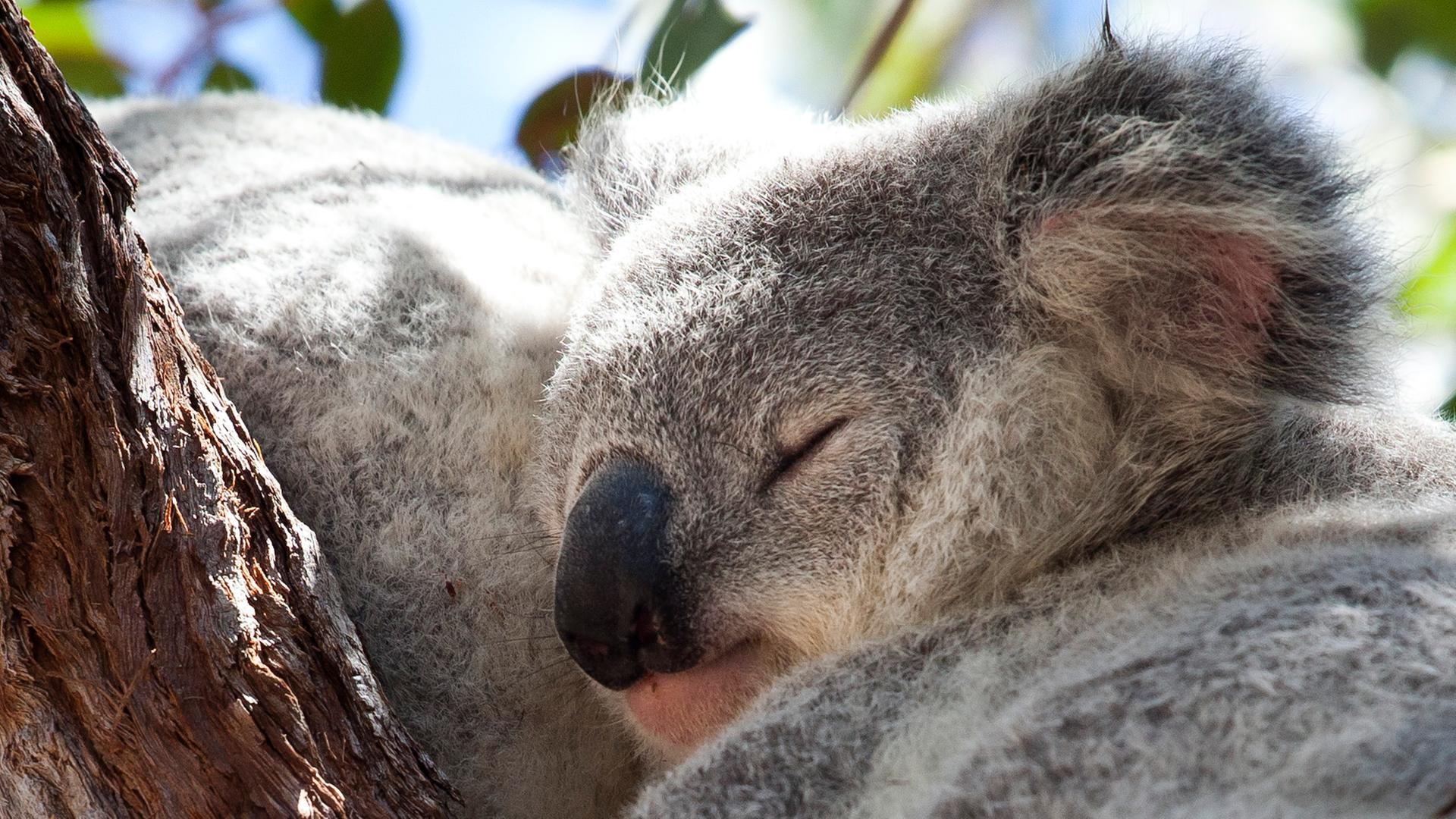 Nahaufnahme eines Koalas, der im baum schläft