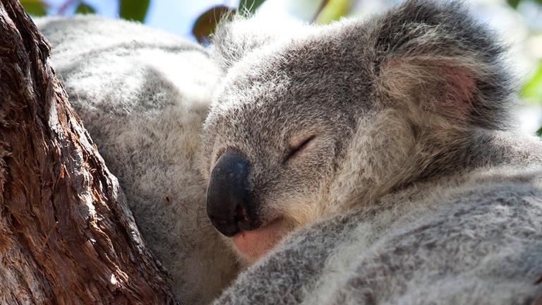Nahaufnahme eines Koalas, der im baum schläft