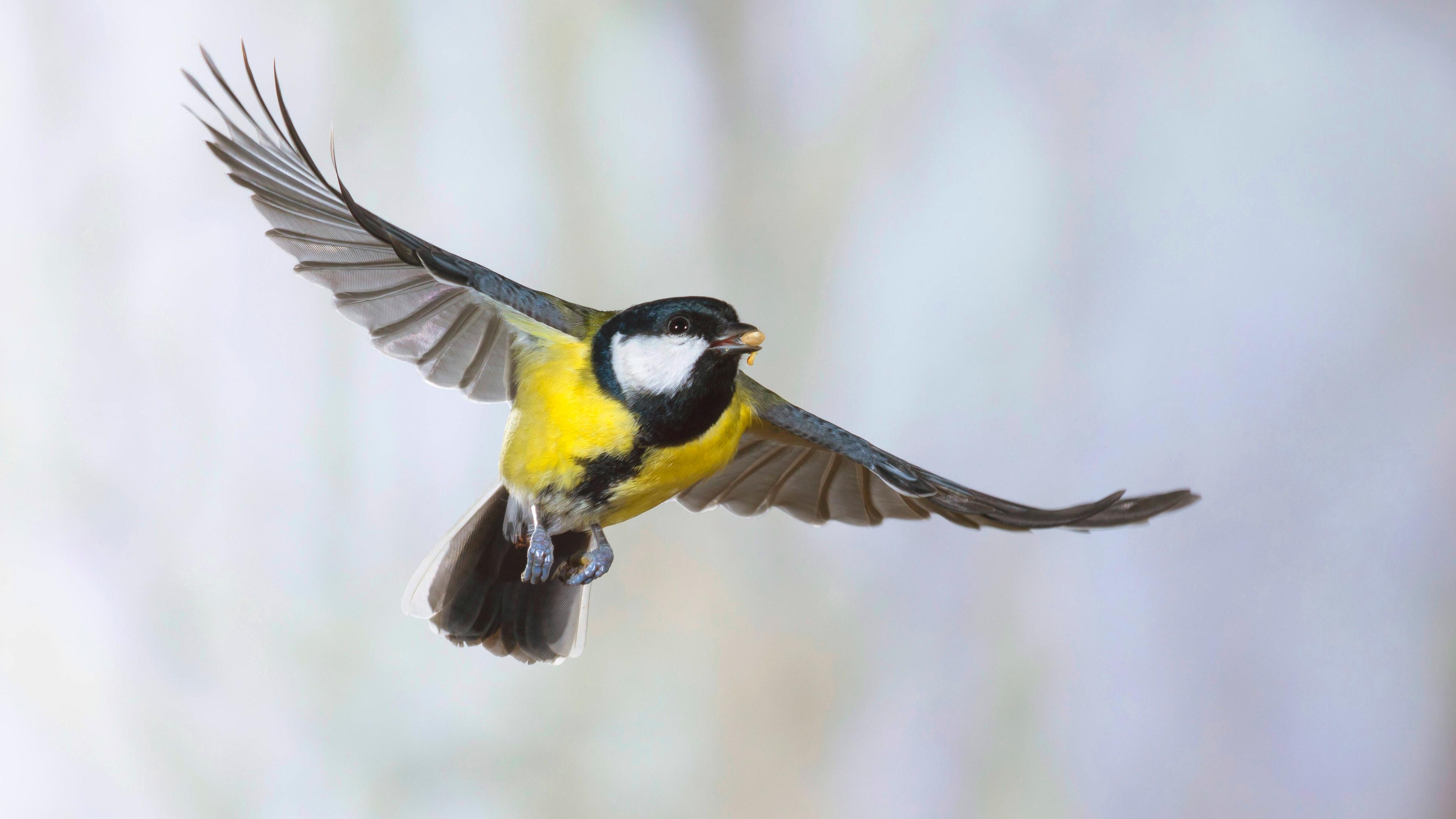 Kohlmeise im Flug