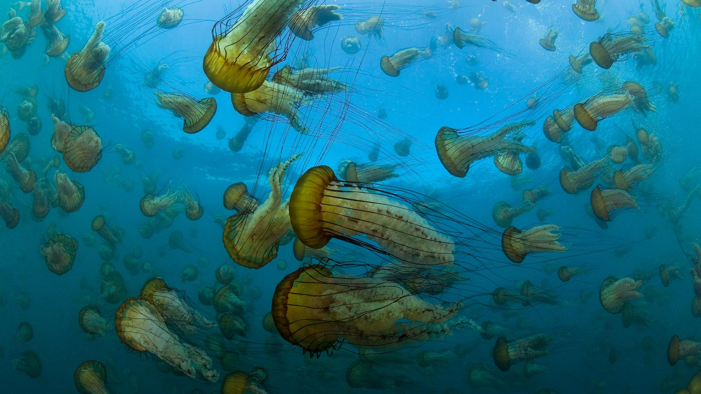 Viele gelbliche, pilzförmige Quallen mit dunklen Tentakeln treiben durch blaues Wasser