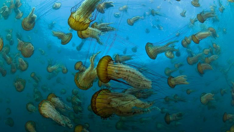 Viele gelbliche, pilzförmige Quallen mit dunklen Tentakeln treiben durch blaues Wasser