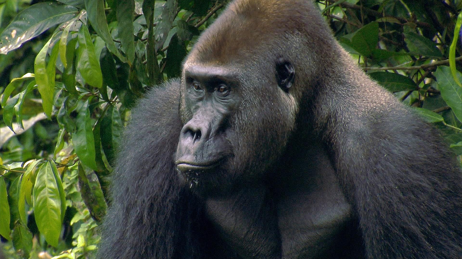 Nahaufnahme eines Gorillas
