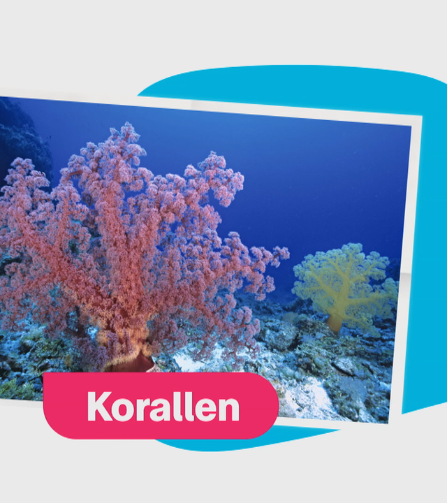 Korallen - Grafik