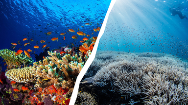 Auf der linken Seite ein buntes Korallenriff, auf der rechten Seite ein ausgeblichenes Korallenriff. 