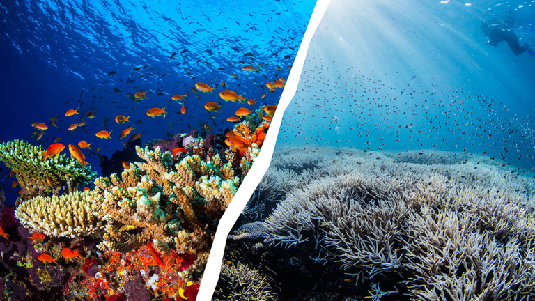 Auf der linken Seite ein buntes Korallenriff, auf der rechten Seite ein ausgeblichenes Korallenriff. 