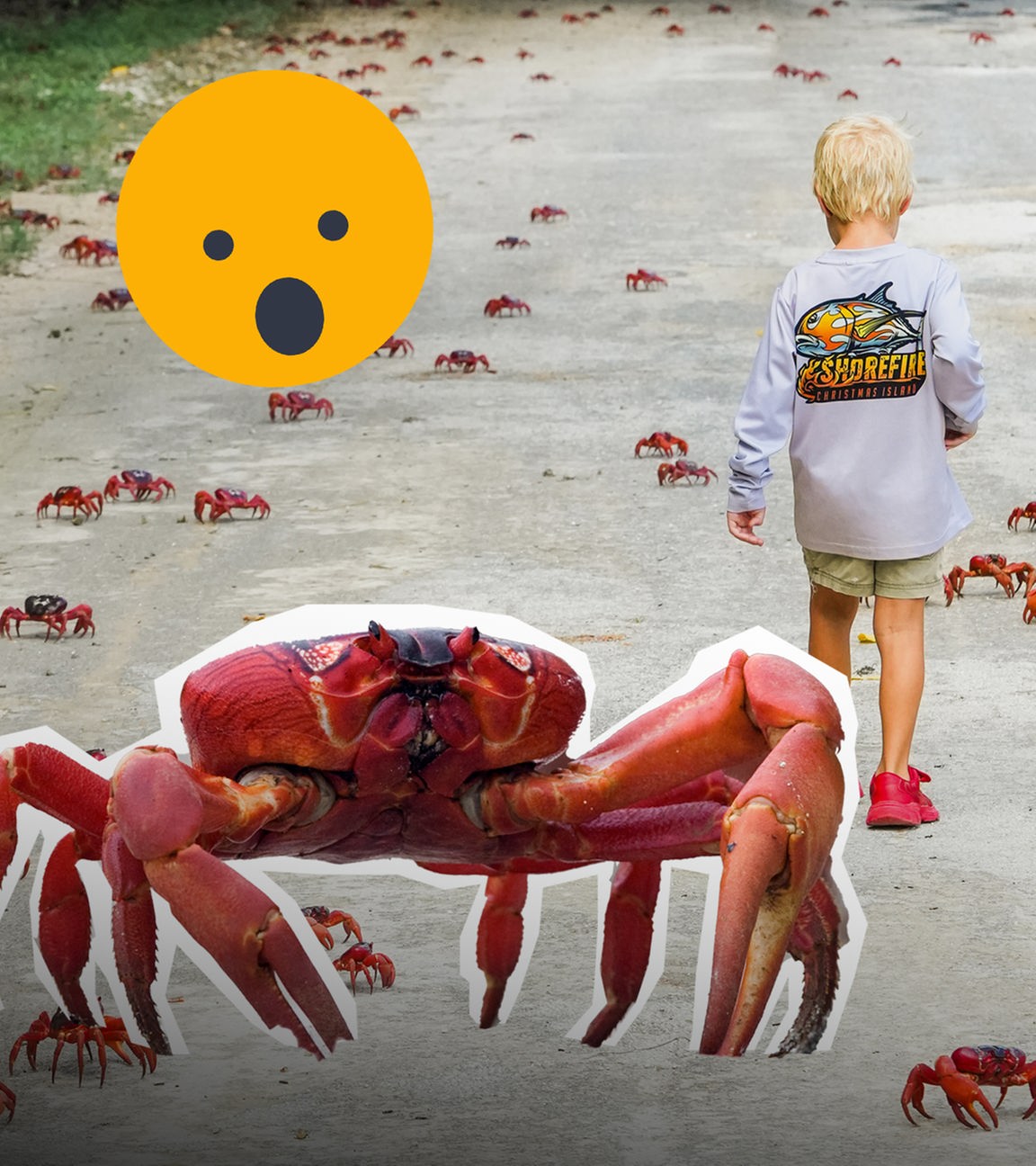 Rote Krabben in Australien