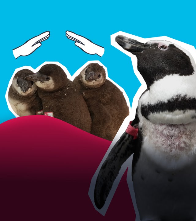 Südafrika: Hilfe für kranke Pinguine