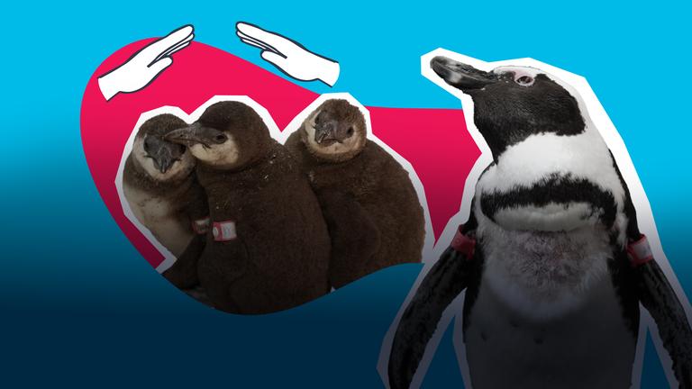 Südafrika: Hilfe für kranke Pinguine