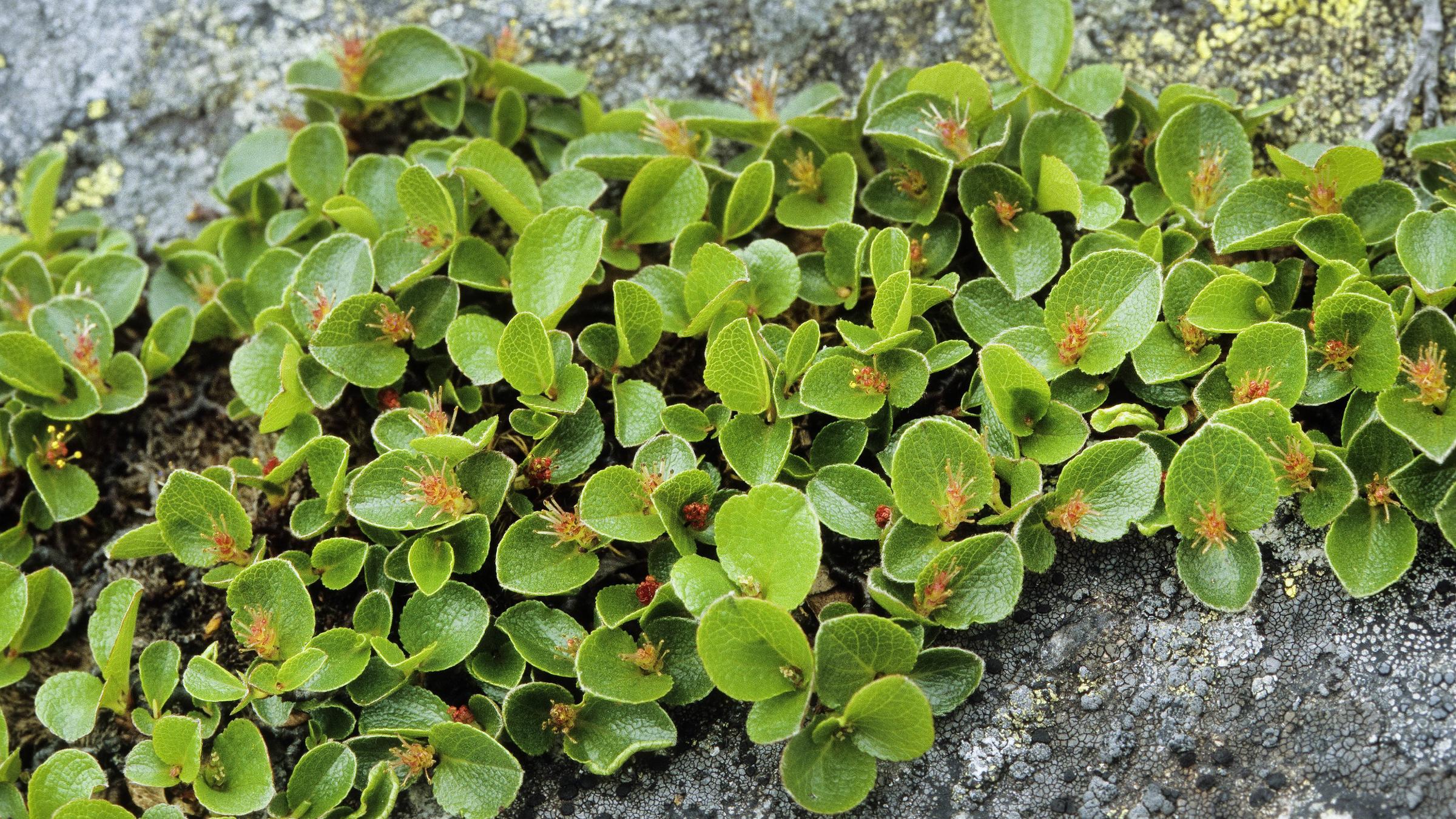 Kraut-Weide, Krautweide (Salix herbacea), bluehend, Deutschland dwarf willow (Salix herbacea), blooming, Germany BLWS384637