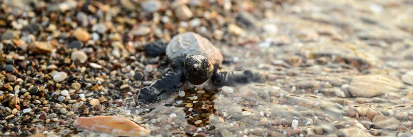 Schildkröte läuft ins Wasser.
