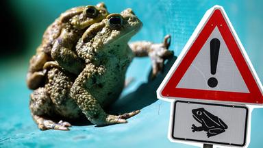 Kröten an einem grünen Schutzzaun, daneben ein Warnschild "Krötenwanderung"