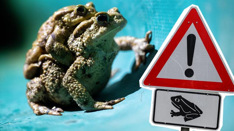 Kröten an einem grünen Schutzzaun, daneben ein Warnschild "Krötenwanderung"