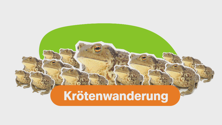 Krötenwanderung einfach erklärt