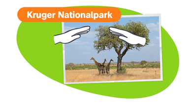 Foto mit Giraffen in Südafrika und Schriftzug "Kruger Nationalpark", sowie grafische, schützende Hände