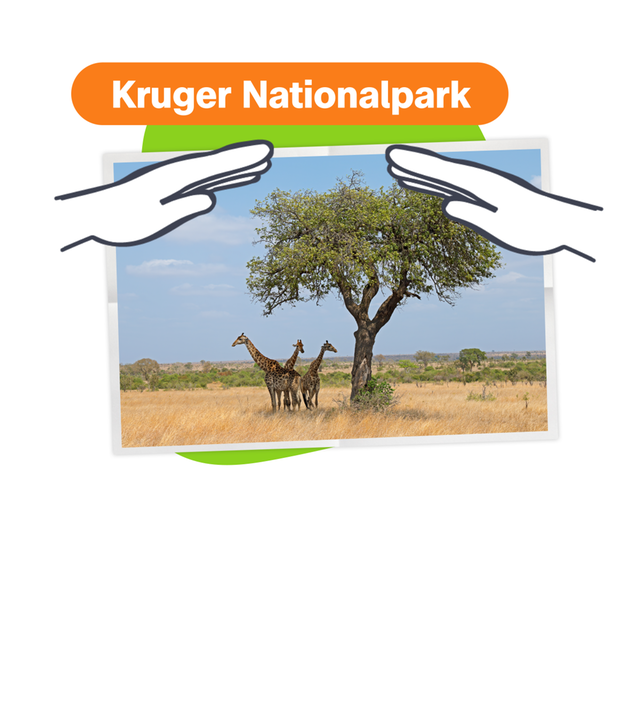 Foto mit Giraffen in Südafrika und Schriftzug "Kruger Nationalpark", sowie grafische, schützende Hände