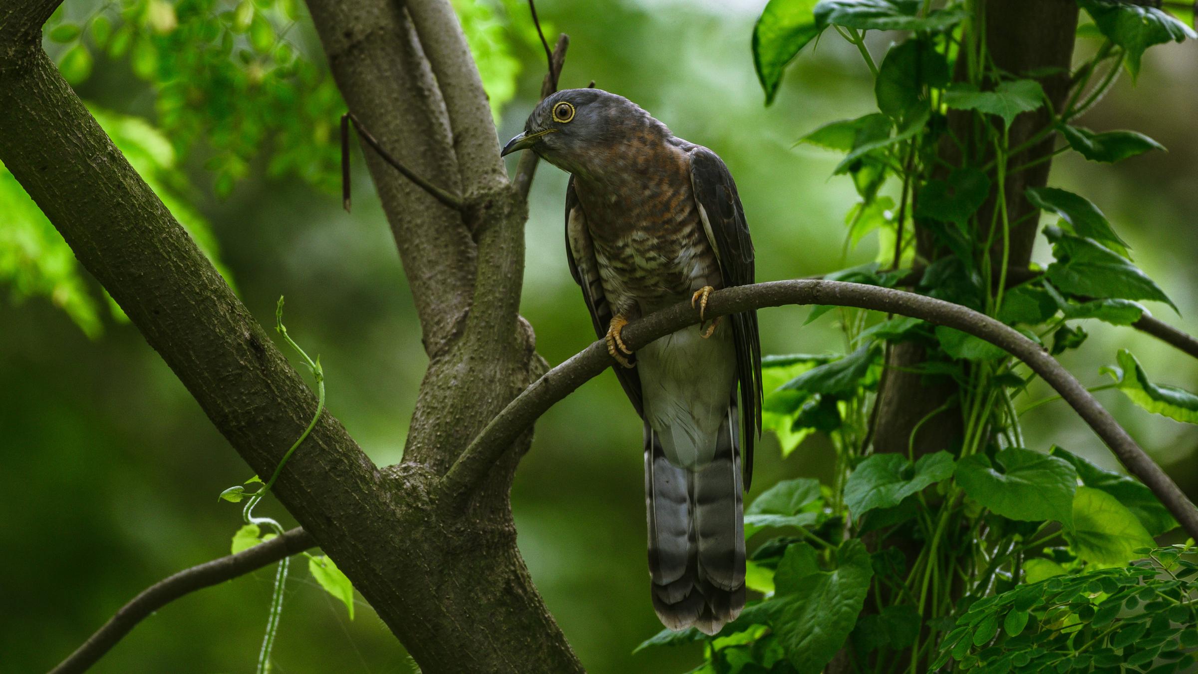 Das Foto zeigt einen Kuckuck, der im Wald auf einem Ast sitzt.  