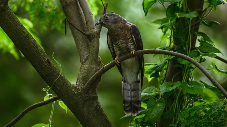Das Foto zeigt einen Kuckuck, der im Wald auf einem Ast sitzt.  