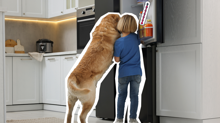 Eine weiße Kühlschranktür ist halb geöffnet. man sieht verschiedene Lebensmittel im Kühlschrank. Links neben dem Kühlschrank steht auf der Arbeitsplatte ein Schüssel mit Orangen. 