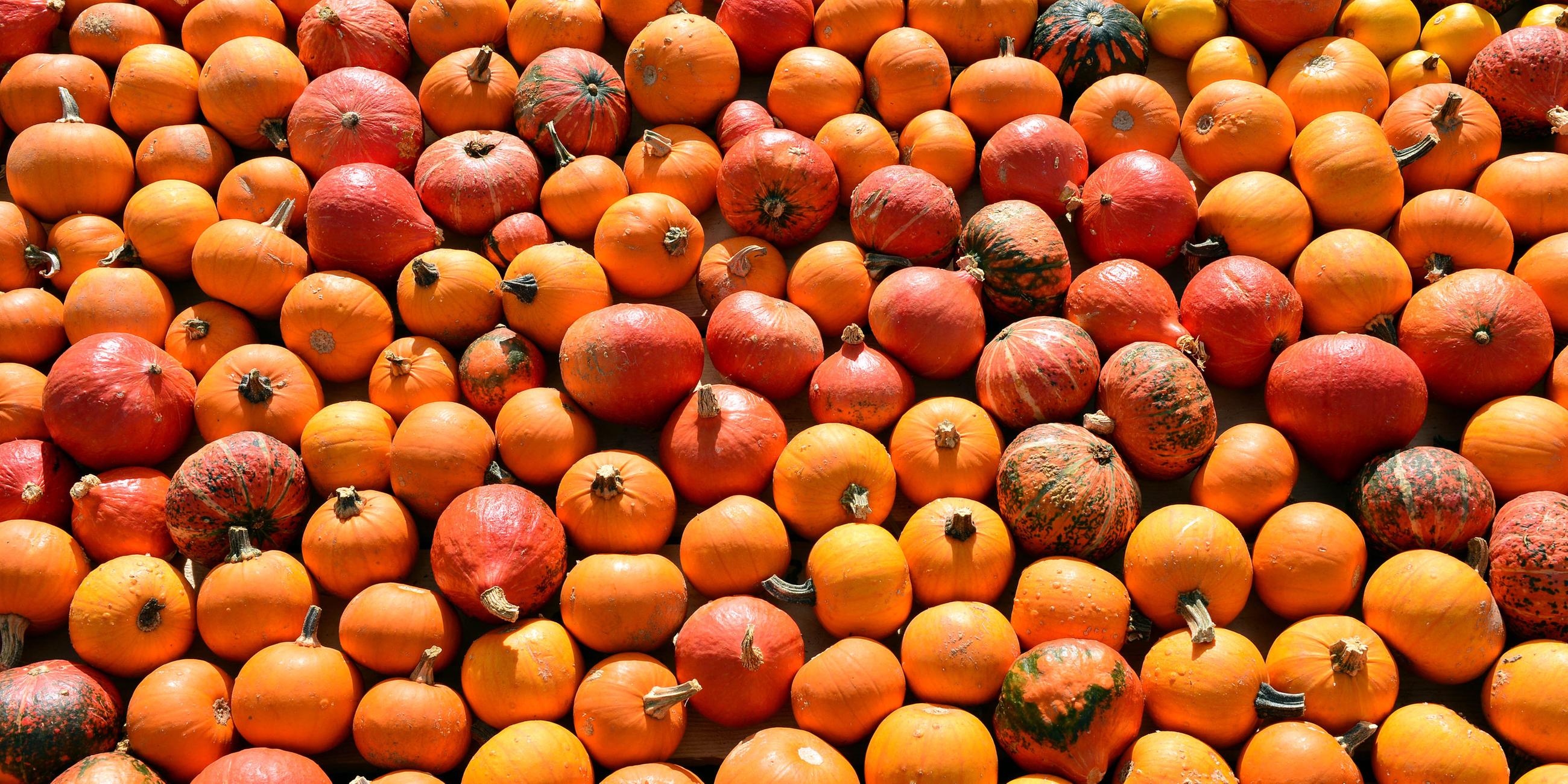 Kürbisse im Herbst