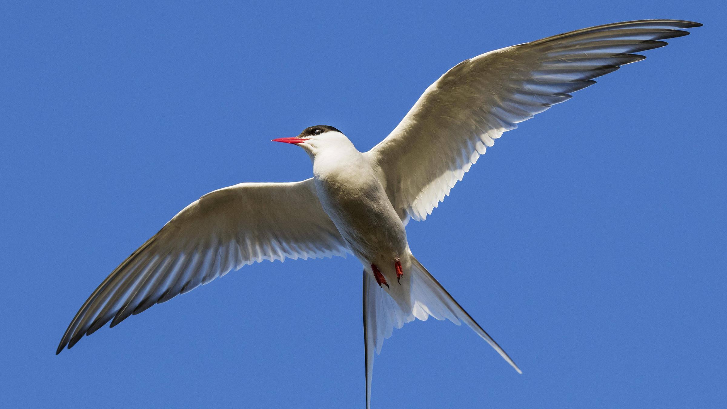 Küstenseeschwalbe fliegt