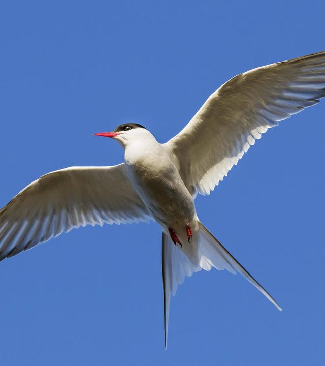 Küstenseeschwalbe fliegt