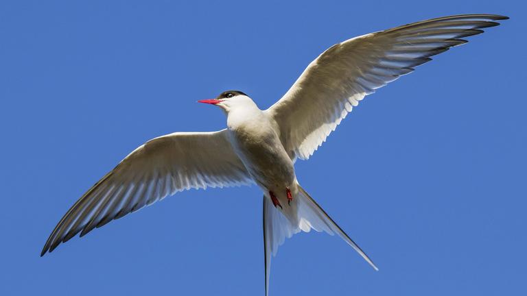 Küstenseeschwalbe fliegt
