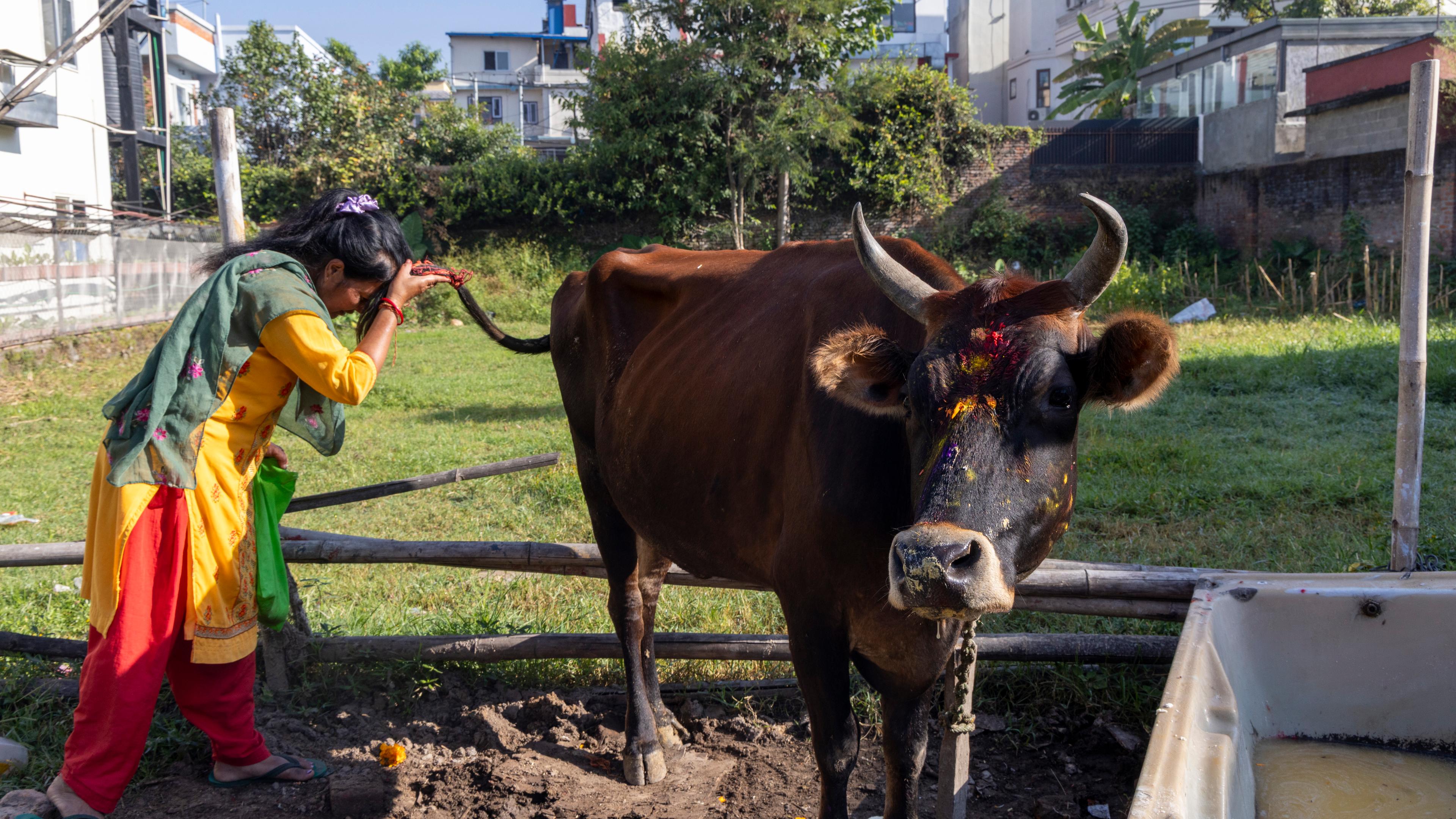 Verehrung einer Kuh in Nepal.