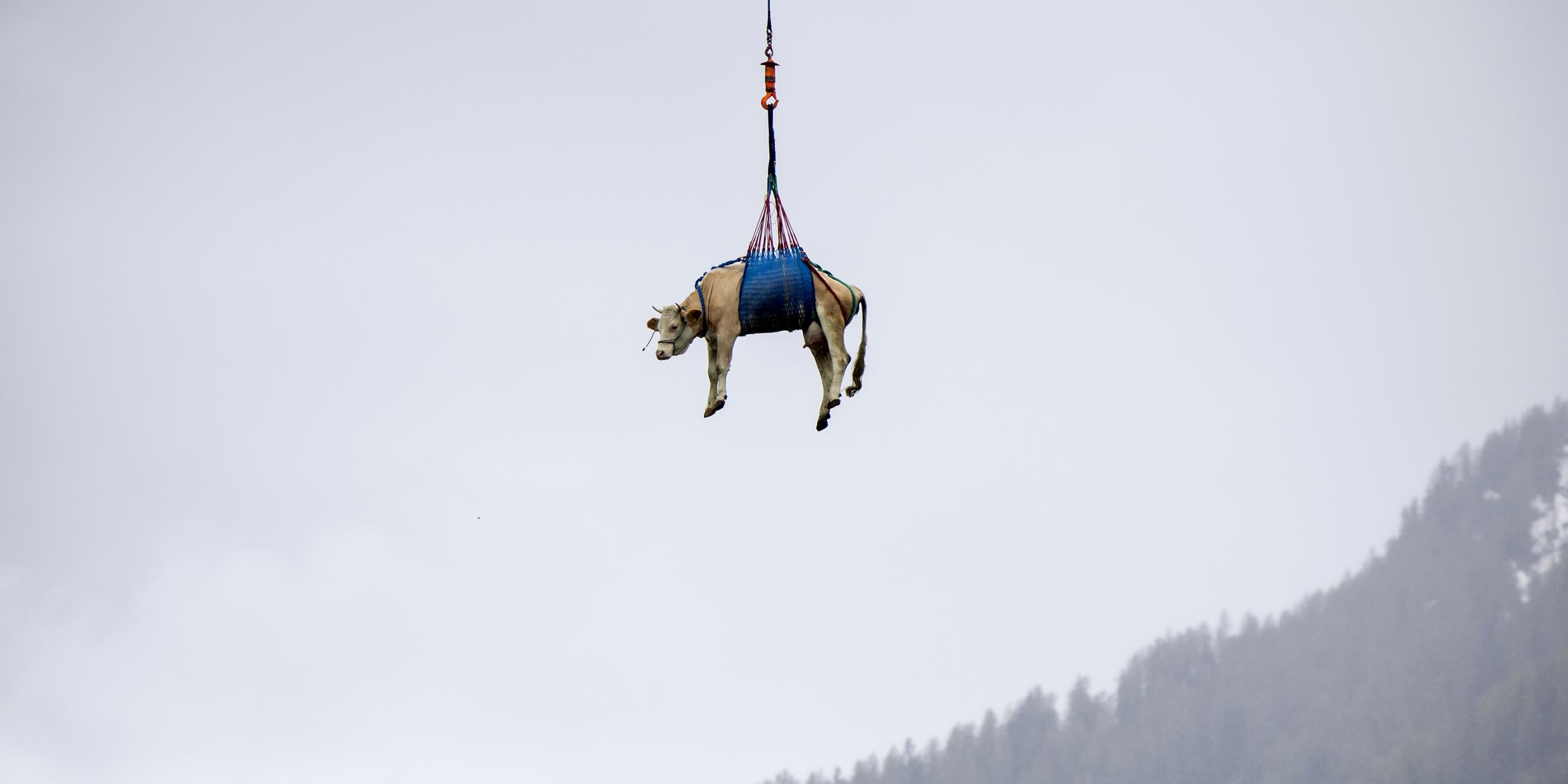 Eine Kuh hängt an einem Seil in der Luft