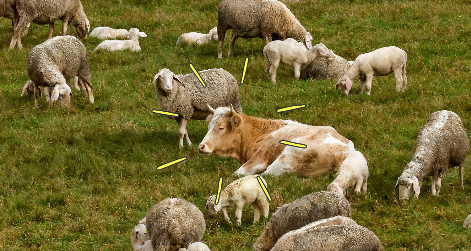 Kuh Mücke zwischen den Schafen auf der Weide.