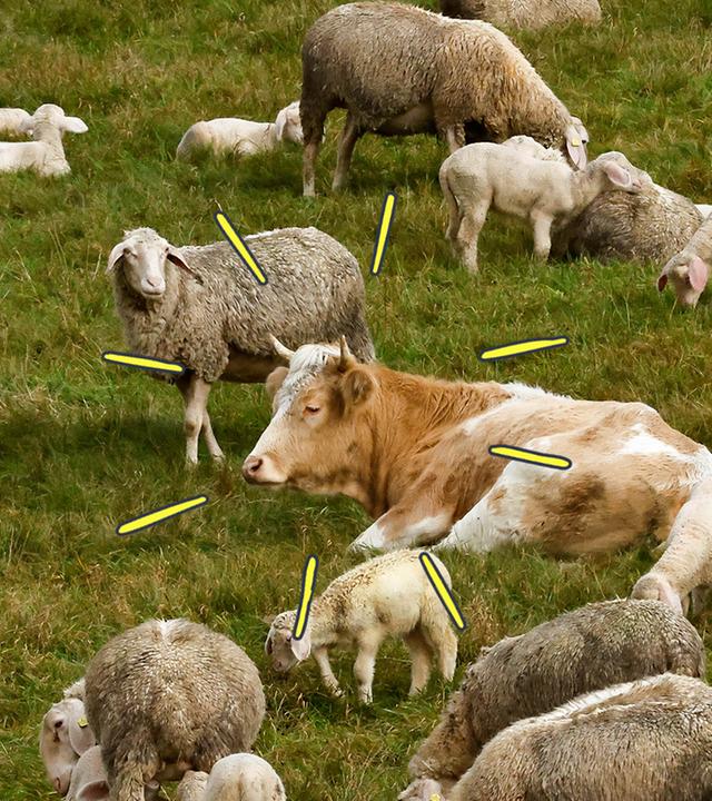 Kuh Mücke zwischen den Schafen auf der Weide.