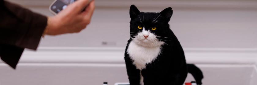 Eine Person macht mit dem Handy ein Foto von einer Katzen-Kunstinstallation.