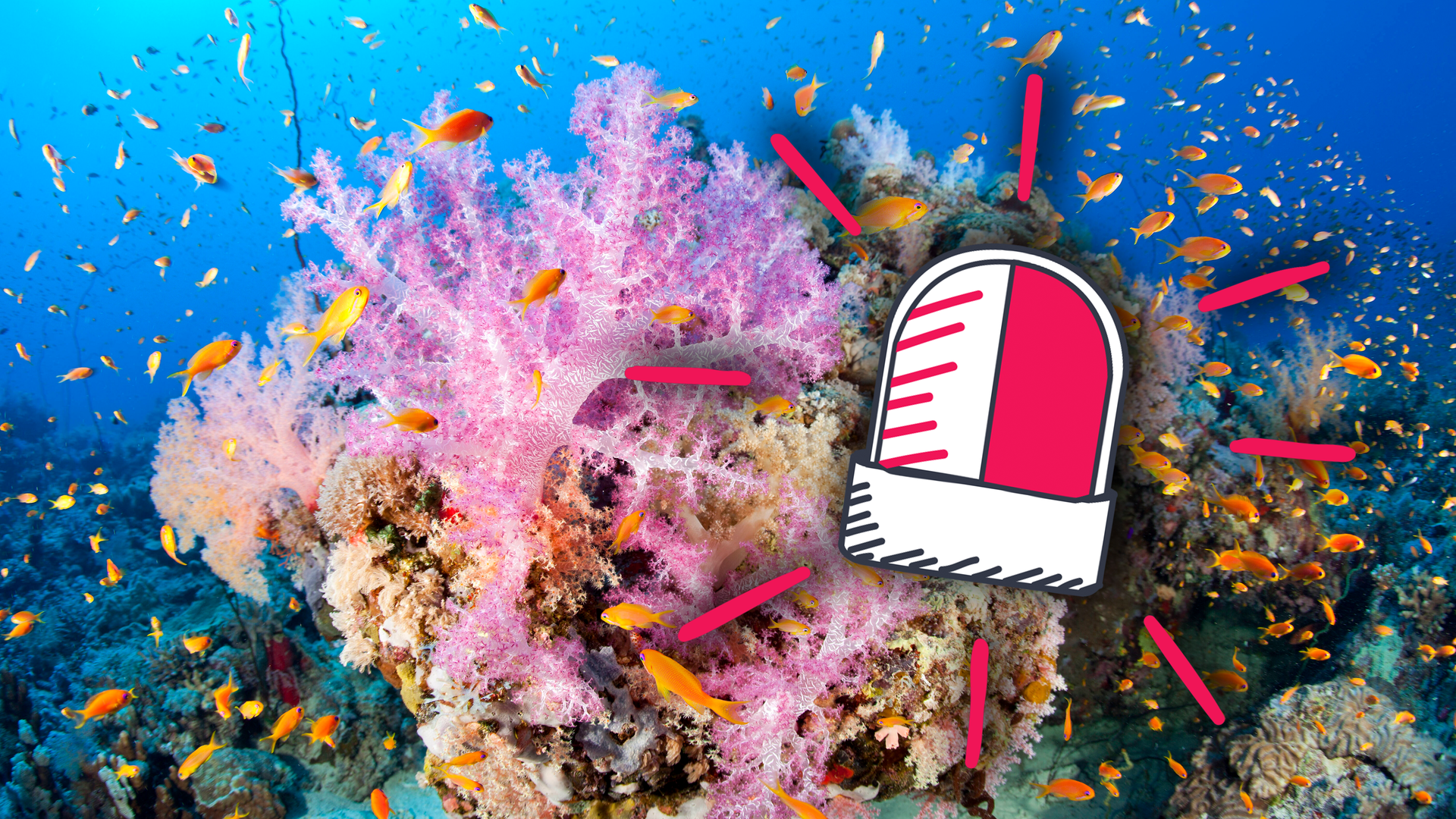 Korallen und Alarmsymbol