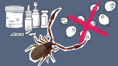 Bücherskorpion-Gift könnte gegen multiresistente Bakterien helfen