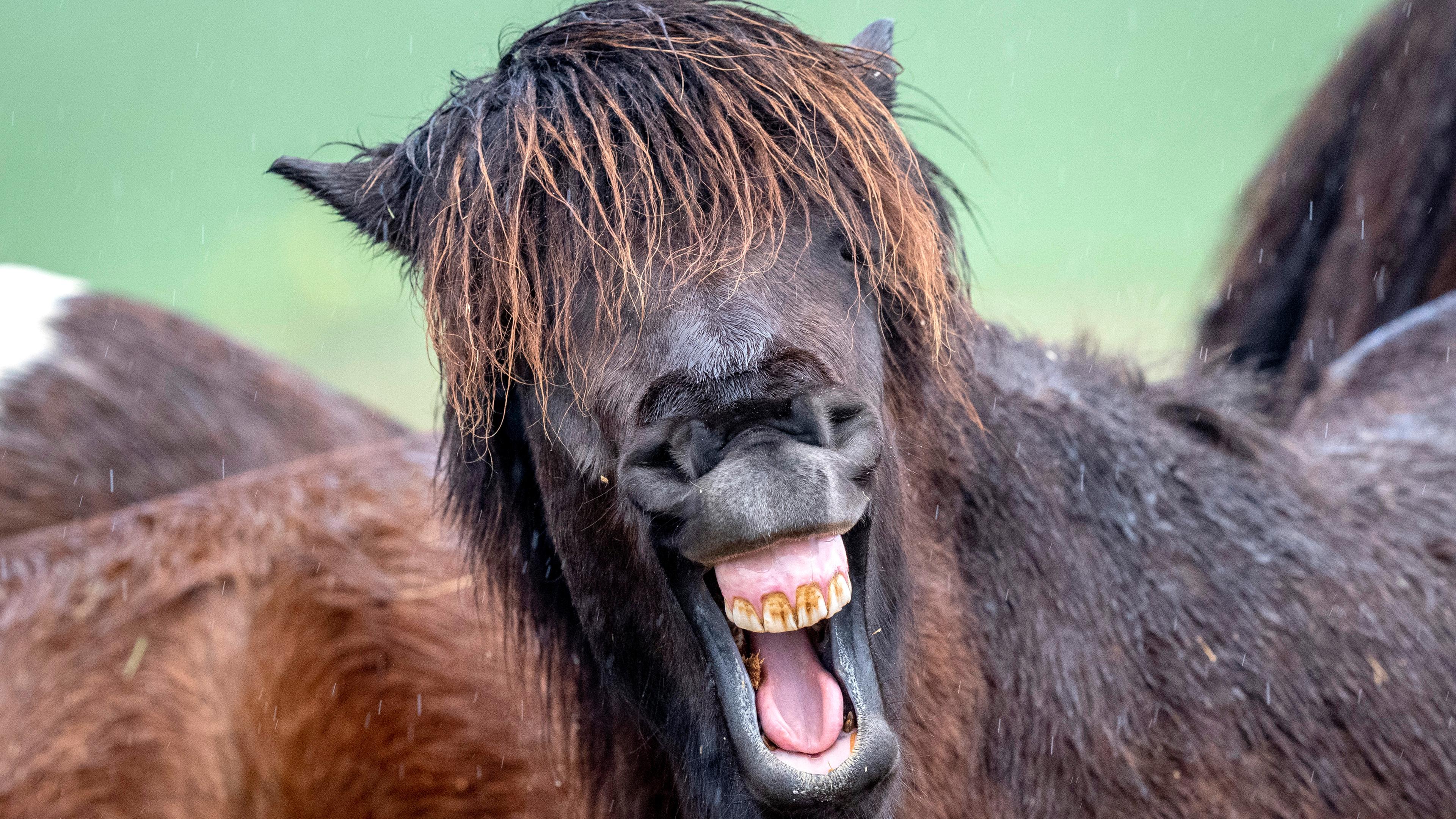 lachendes Pferd