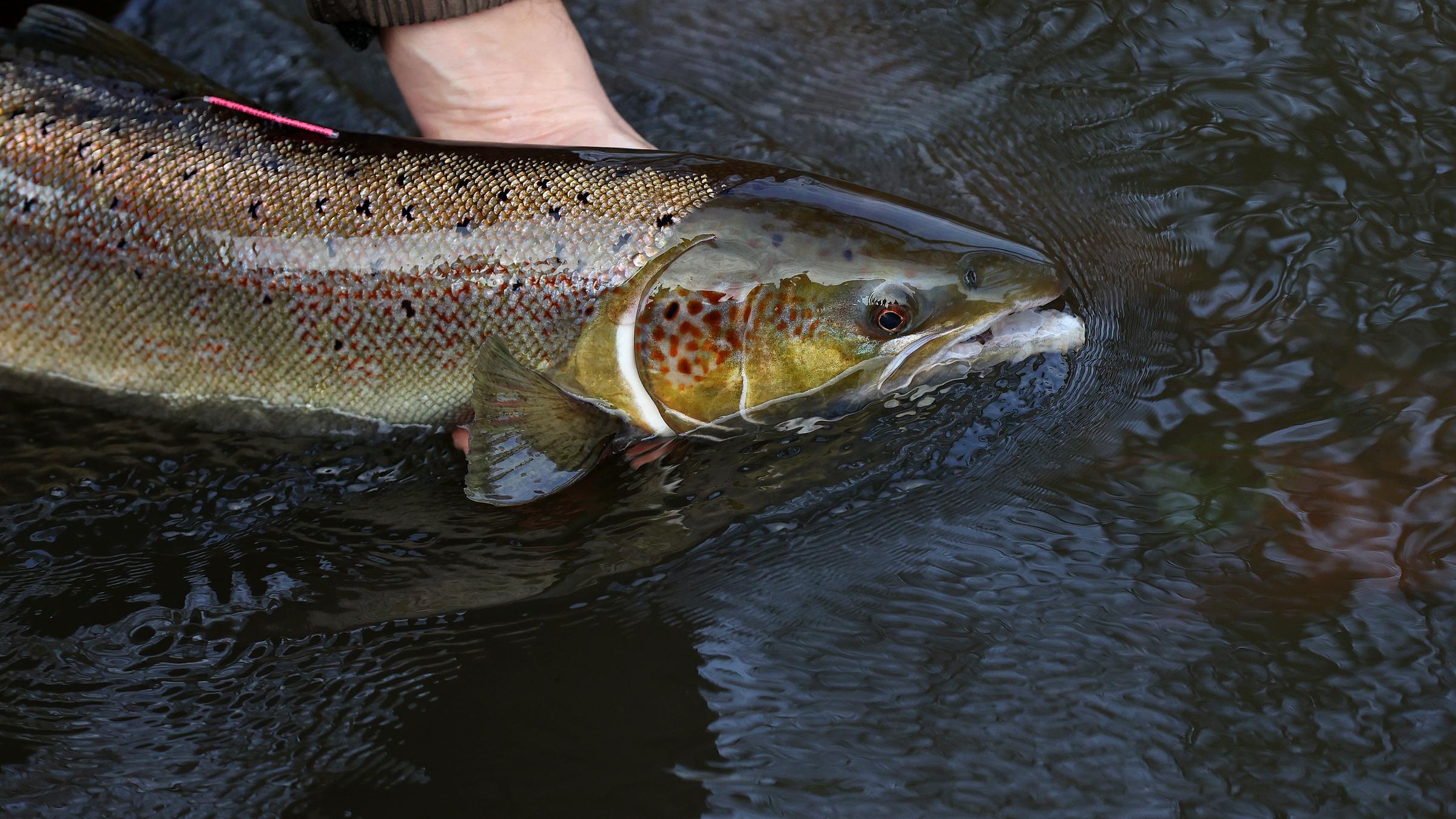 Sachsen-Anhalt, Zerbst: Ein laichreifer Lachs wird im Wasser festgehalten.
