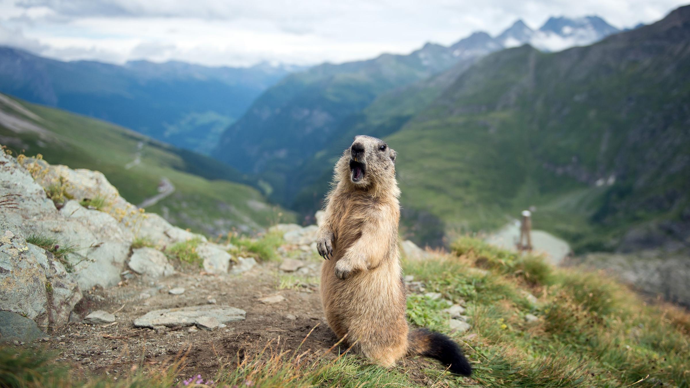 Ein Murmeltier steht aufrecht in den Alpen. 