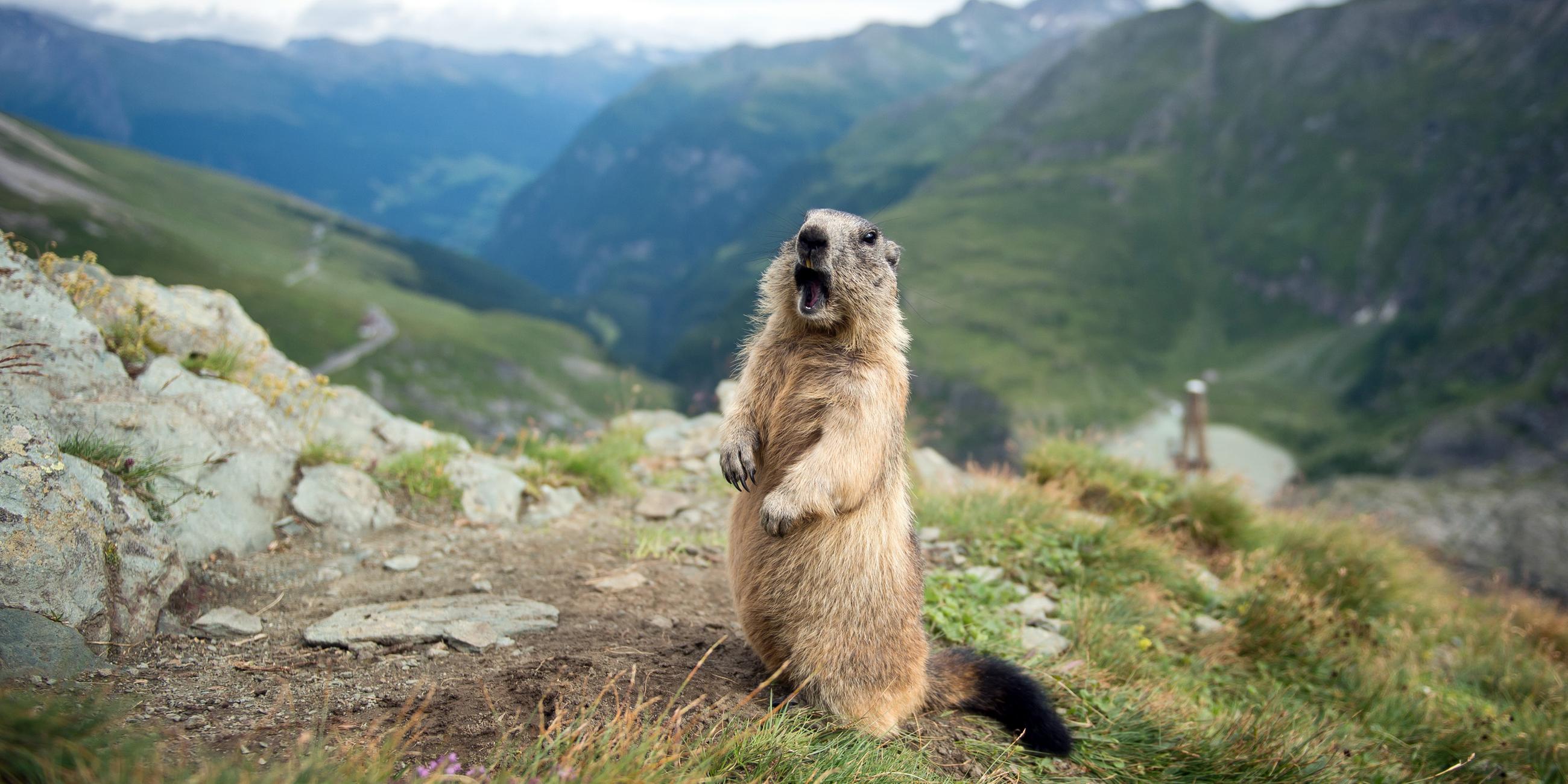 Ein Murmeltier steht aufrecht in den Alpen. 