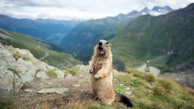 Ein Murmeltier steht aufrecht in den Alpen. 