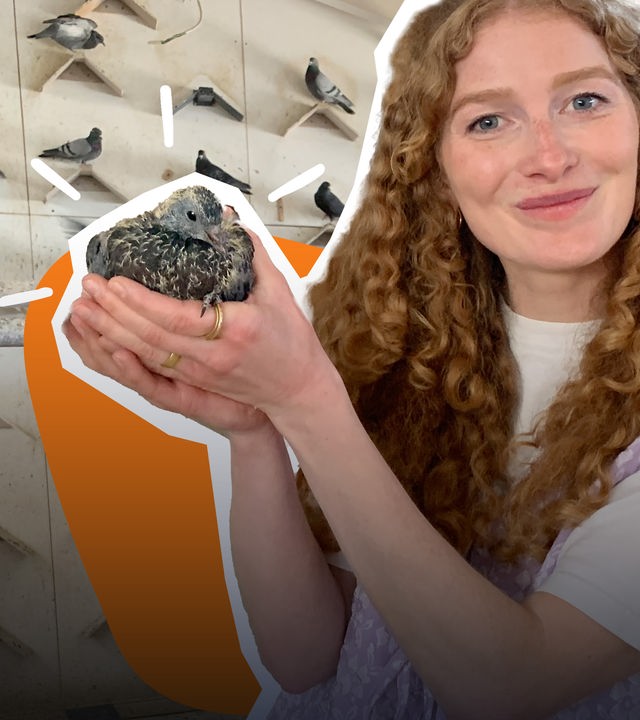 Lara hält eine Taube in der Hand, hinter ihr ein orangener Hintergrund und ein Foto von einem Taubenschlag.