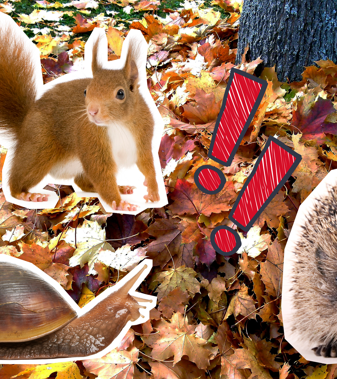 Laubhaufen mit Eichhörnchen, Schnecke und Igel