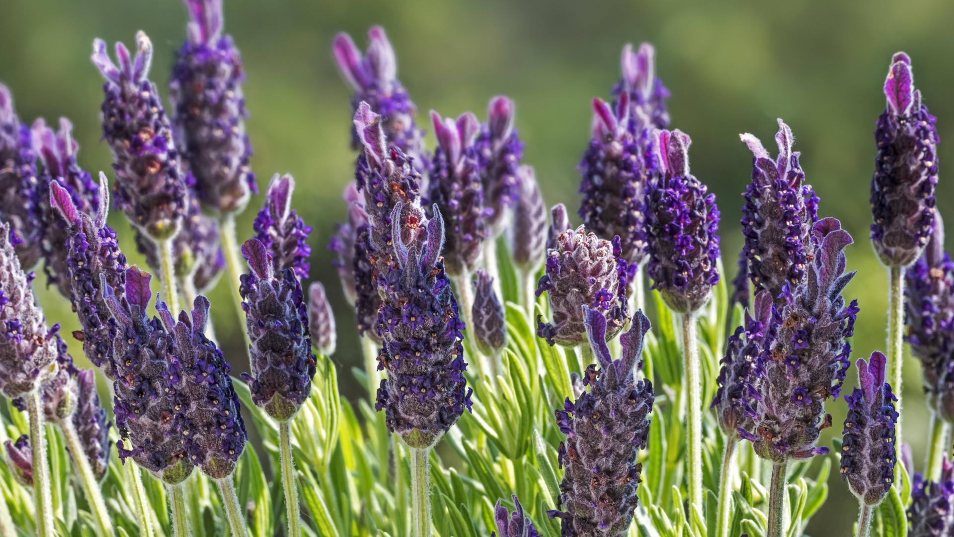 Lavendel