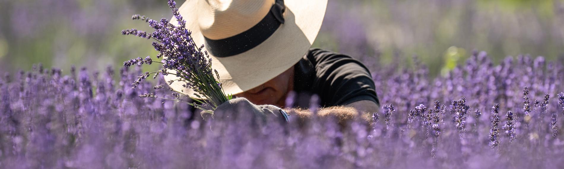 Ein Mann mit Strohhut pflückt Lavendel in einem violett blühenden Feld.