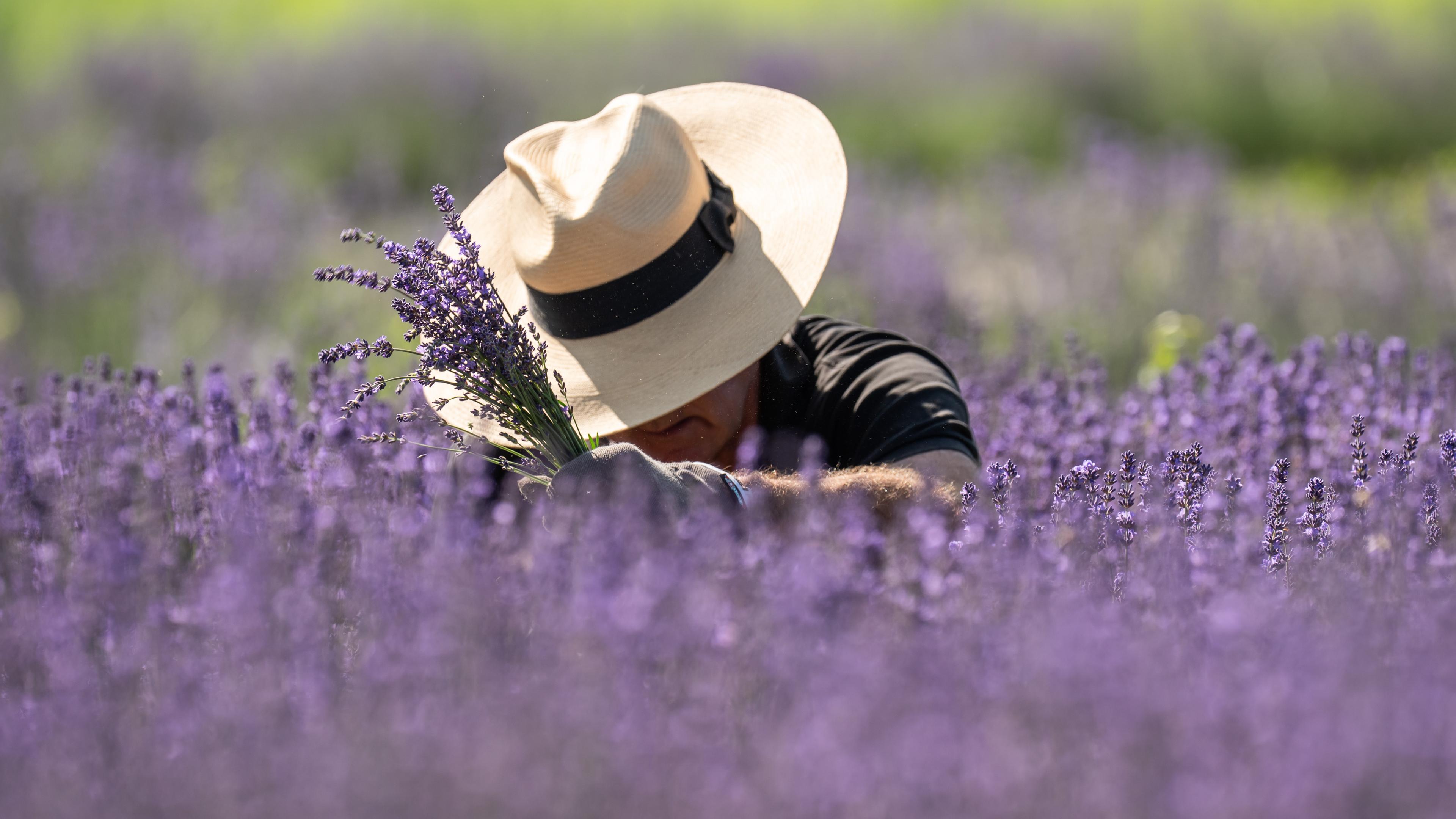 Ein Mann mit Strohhut pflückt Lavendel in einem violett blühenden Feld.