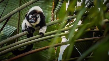 Ein Lemur sitzt auf einem Ast